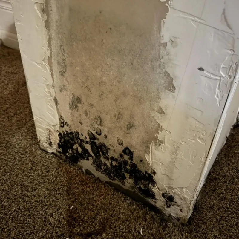Professional Mold Removal in Springdale, OH